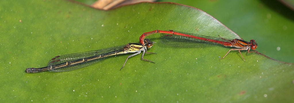 J17_3817 Xanthocnemis zealandica.jpg